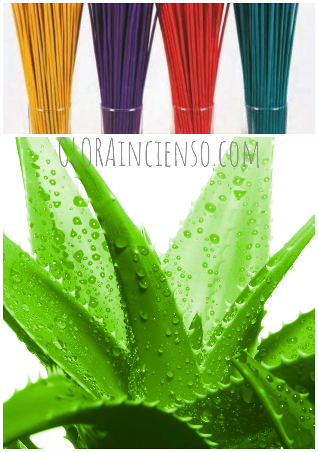 Aloe